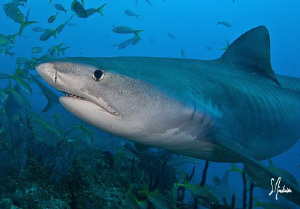 Emma the world famous Tiger Shark stops in for a quick he... by Steven Anderson 